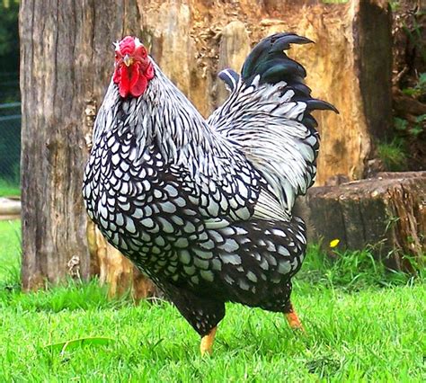 Wyandotte Chicken: Origin, Characteristics, Uses, Photo