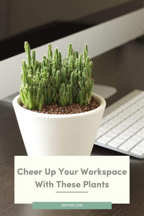 Desk plants – Artofit