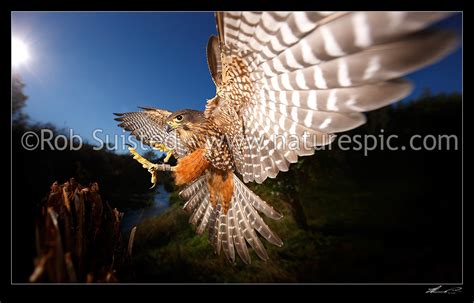 New Zealand Falcon (Falco novaeseelandiae; Falconidae) flying and ...