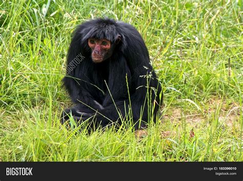 Red-faced Spider Image & Photo (Free Trial) | Bigstock