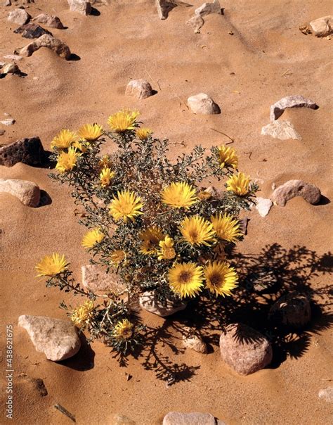 Sahara Desert Plants