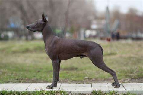 10 Rare Hairless Dog Breeds (ALL HAIRLESS DOGS)