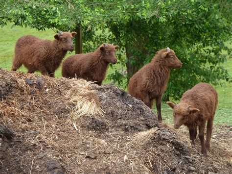 Woodland Creek Farm Soay Sheep: More Excellent Soay Lambing Results!