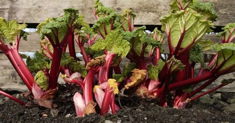 Rhubarb Companion Plants (Best & Worst) - GIY Plants