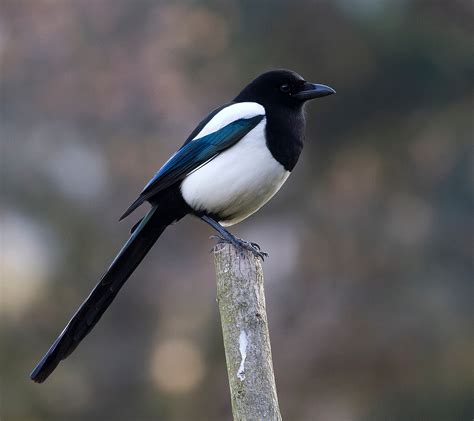 Eurasian magpie - Wikipedia