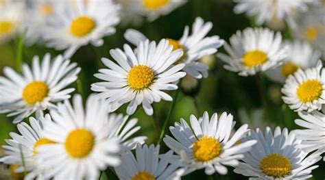 Types Of White Daisy