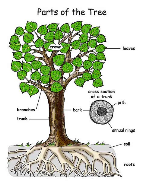 Anatomy of a Tree