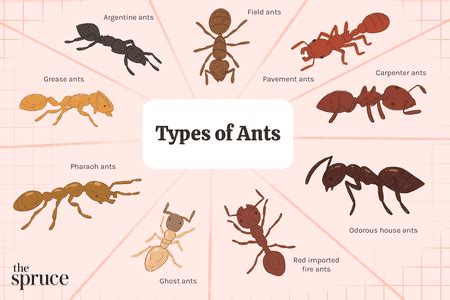 Ant Identification: 10 Common Types of Ants You May Encounter | Types ...