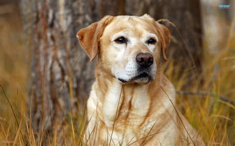 Labrador Wallpapers - Top Free Labrador Backgrounds - WallpaperAccess