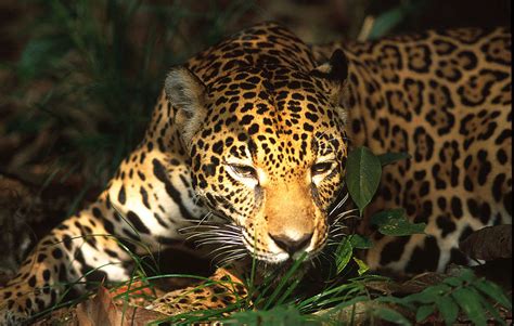 6 animales en peligro de extinción que se deberían proteger ...