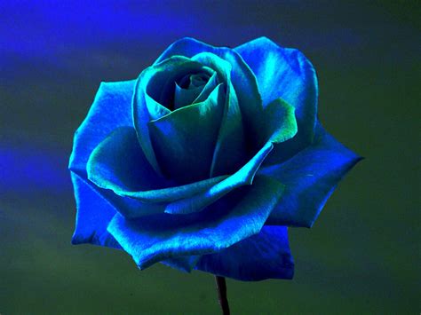 Blue Rose Background - WallpaperSafari