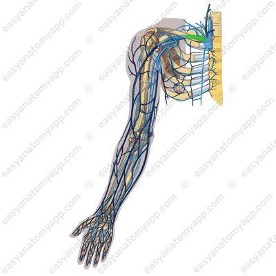 Subclavian vein – Easy Anatomy 3D