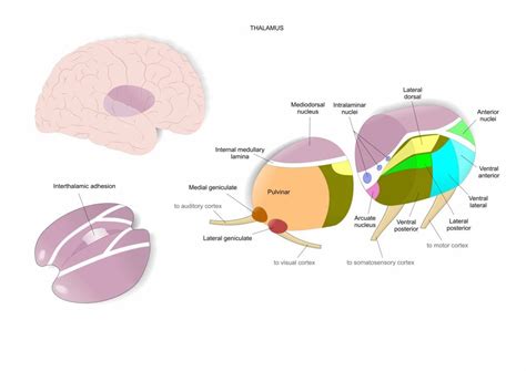 Thalamus Anatomy