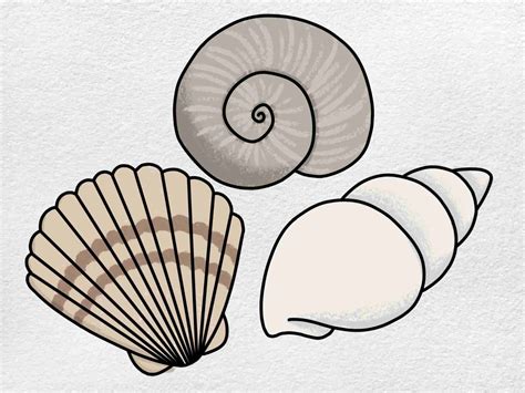 Sea Shell Drawing - HelloArtsy