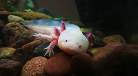 13 Axolotl Colors - From Natural Hues To Multi-Colored Morphs - Animal ...