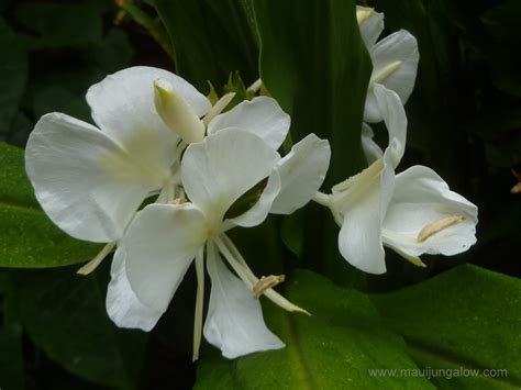 Maui Jungalow: Flowering White Ginger