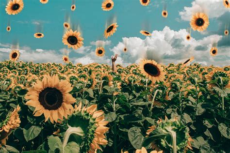 Pin by Sofia Caporale on Screenshots | Sunflower wallpaper, Christmas ...