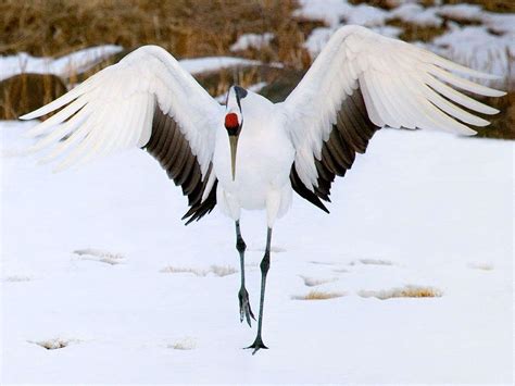 Red-crowned Crane Wallpapers - Top Free Red-crowned Crane Backgrounds ...