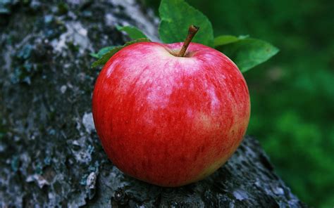 Desktop Red Apple Fruitss Wallpapers Download - Apple Fruit Wallpaper ...