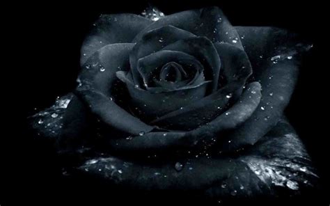 Gothic Roses Wallpaper (63+ images)