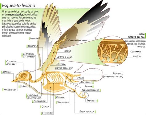 Info animales: ANATOMÍA DE LAS AVES