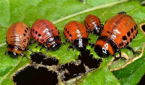 How to Get Rid of Potato Beetles | Dengarden