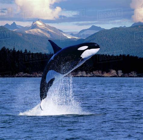 Orca Whale Breaching Near Baranof Island Southeast Composite - Stock ...