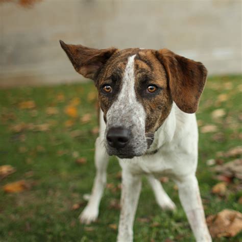 Baxter - German Pointer mix