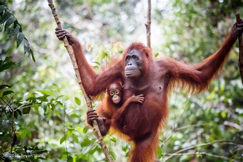 Borneo Rainforest Orangutan Habitat | RAINFOREST ANIMAL