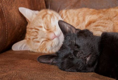 Small Black Cat Sleeping On Couch With A Ginger Cat Stock Photo - Image ...