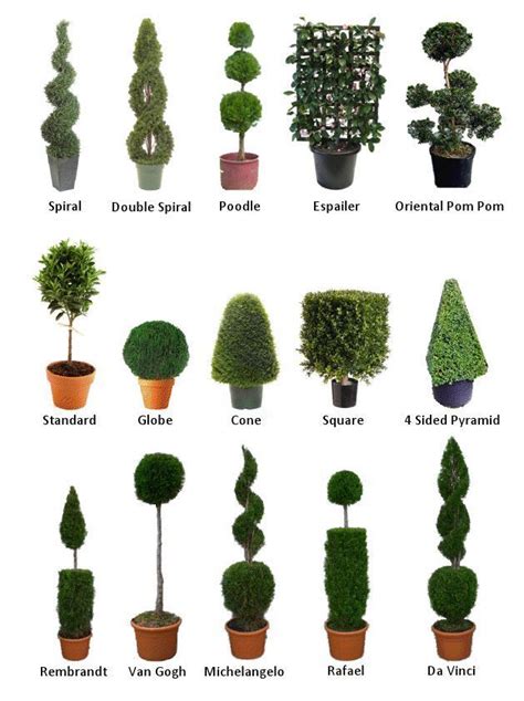 Topiary garden, European garden, Urban garden