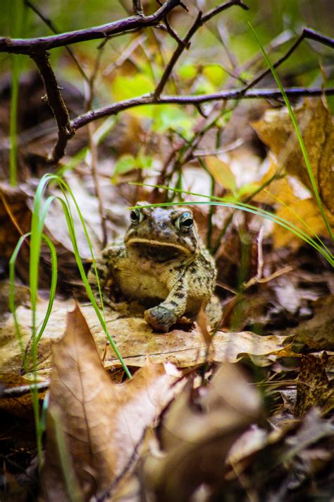 Massasoit State Park (Taunton, MA) — Travel With Gamble