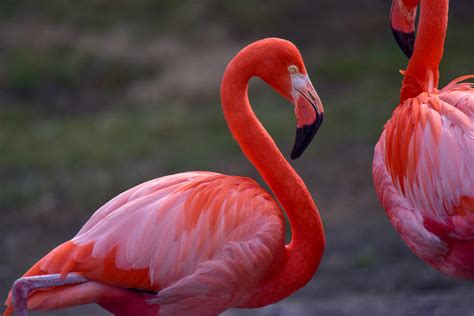 Caribbean Flamingo | The Maryland Zoo