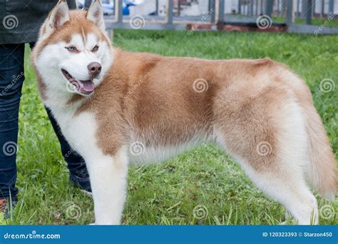 Red-white Colored Siberian Husky with His Owner. Stock Image - Image of ...