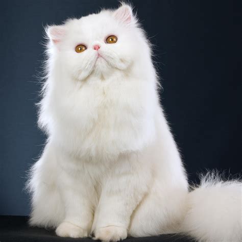 Sweet white cat - Fluffy animal wallpaper Wallpaper Download 2524x2524