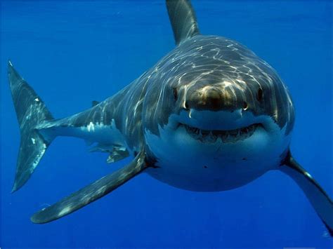 Free Great White Shark Wallpaper - WallpaperSafari