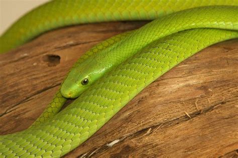 Shining Green Mamba Snake | Snake Facts and Information