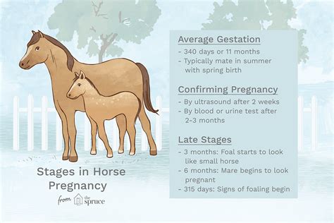 Pregnancy in Horses - Symptoms and Stages