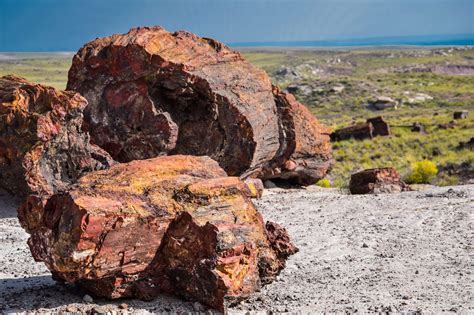 The Best 24-Hour Itinerary for Petrified Forest - A Couple Days Travel