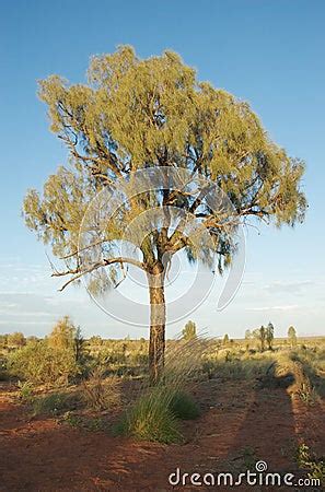 Desert Oak Tree Stock Image - Image: 13240781