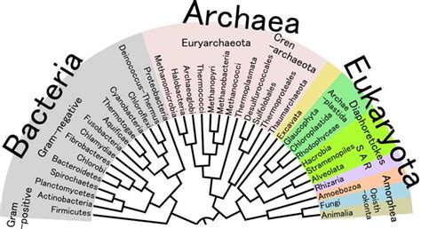 Domain Eukarya Kingdoms | Three Domains of Life | BioExplorer