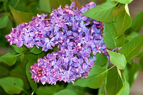 How to Grow and Care for Lilac Bush