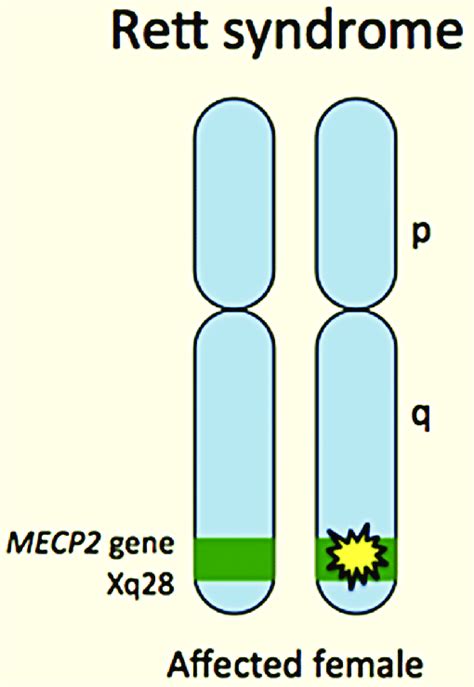 Rett Syndrome Chromosome