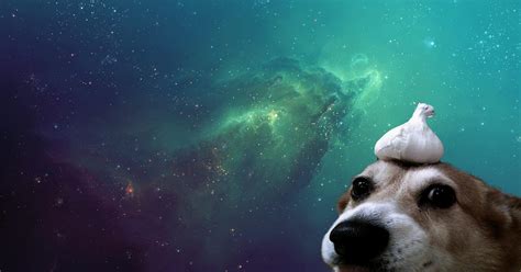 Galaxy Dog Wallpapers - Top Free Galaxy Dog Backgrounds - WallpaperAccess