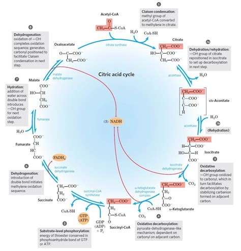 Krebs Cycle: Steps, Enzymes, Products & Diagram