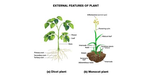 Angiosperm Monocot Examples