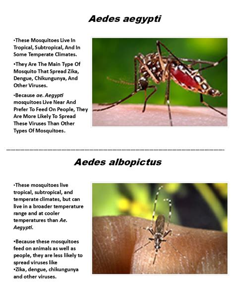 Comparison Between Aedes Aegypti And Aedes Albopictus Download Table ...