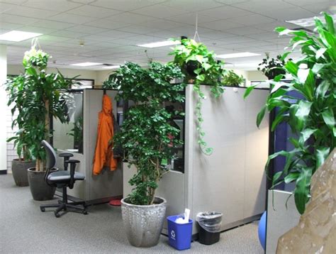 Office Cubicle Plants