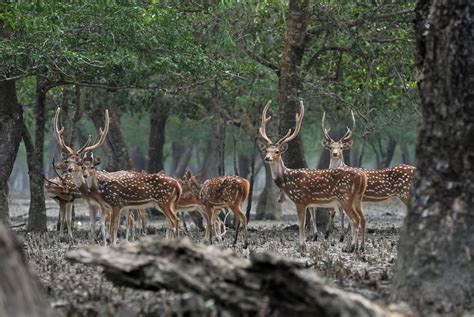 best nature and wildlife tours in Bangladesh