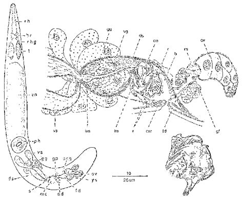 WoRMS - World Register of Marine Species